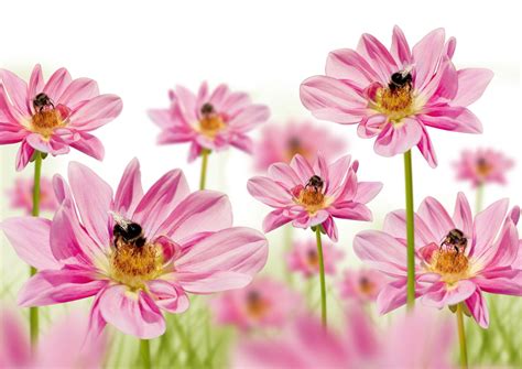 high resolution flower wallpaper|high resolution wallpaper floral background.